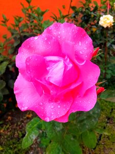 Pink flower pink roses petals pink