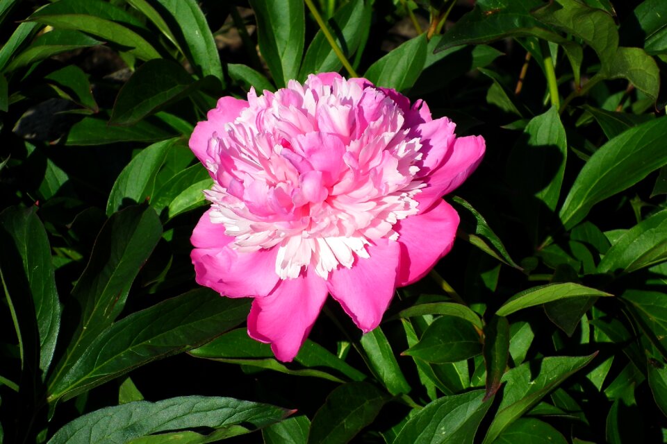 Spring garden the petals