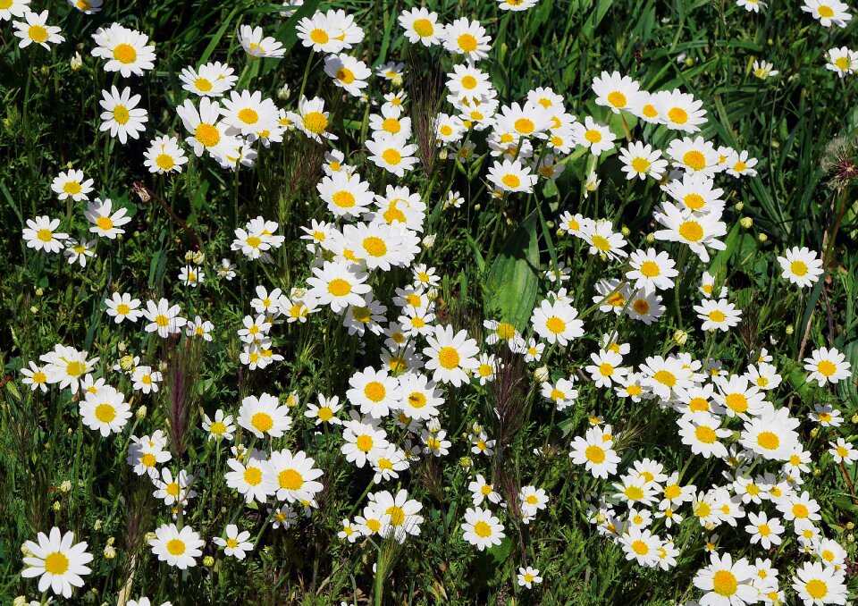 Marguerite white yellow