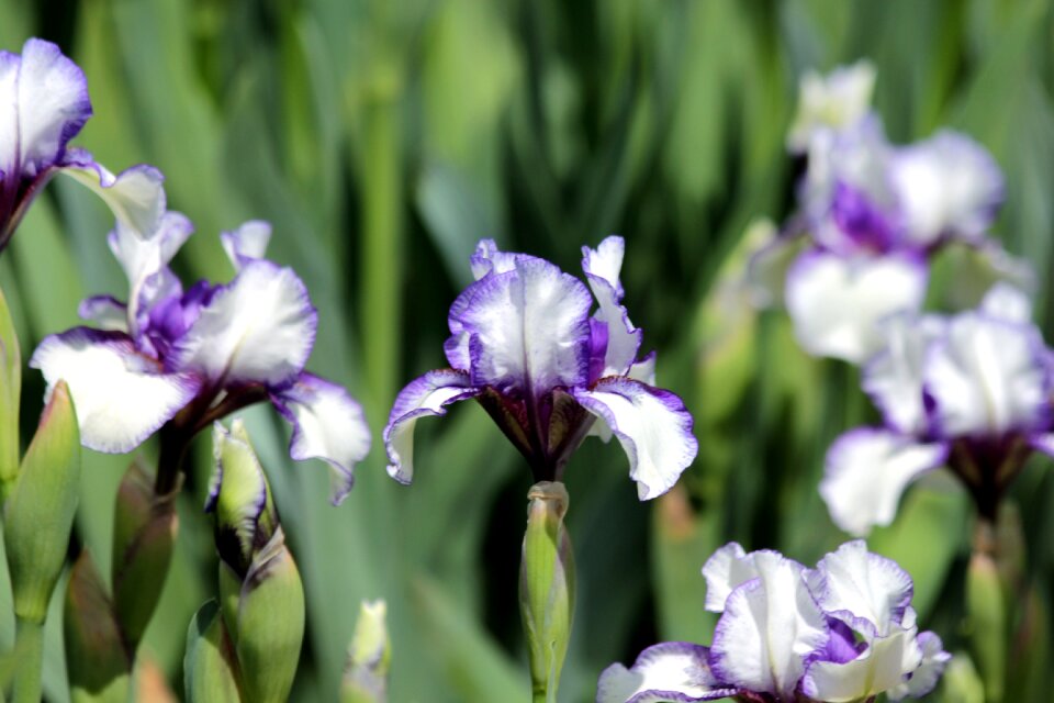 Beautiful nature garden flowers