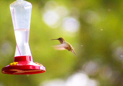 Nature bird wildlife photo