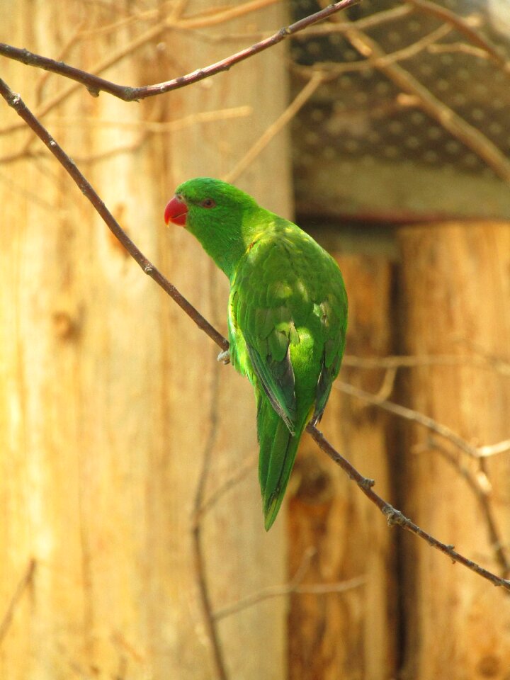 Lori feather parrots