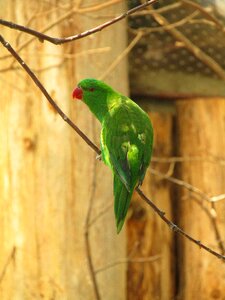 Lori feather parrots photo