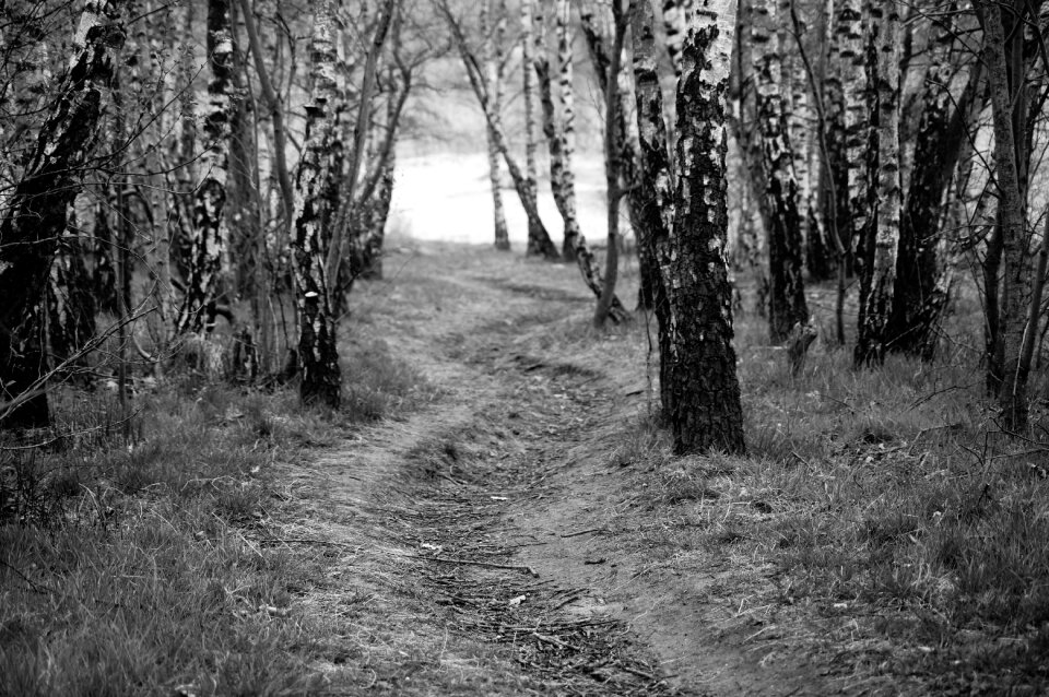 Path nature lonely