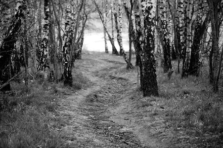 Path nature lonely photo