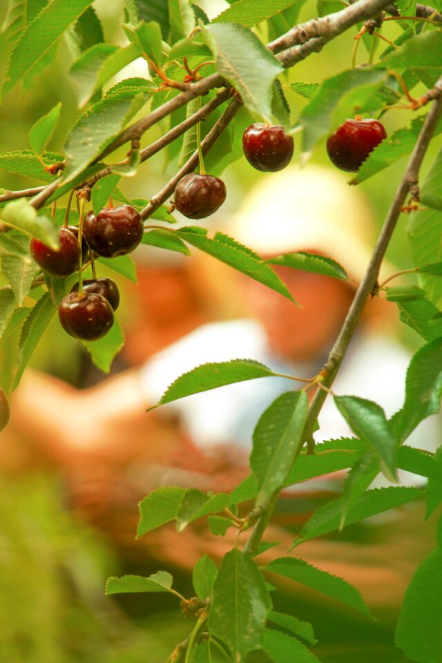 Farm tree sweet