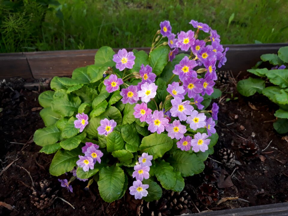 Garden sheet plant