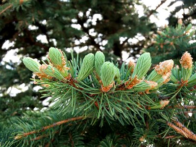 Tree macro