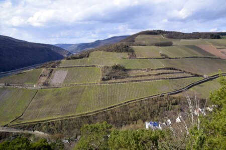 Wine region wine growing area vine photo