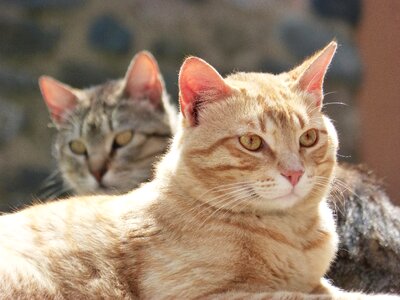 Cats housecat couple photo