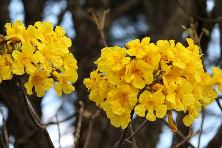 Flowers ipê Free photos photo