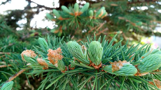 Pine seasonal