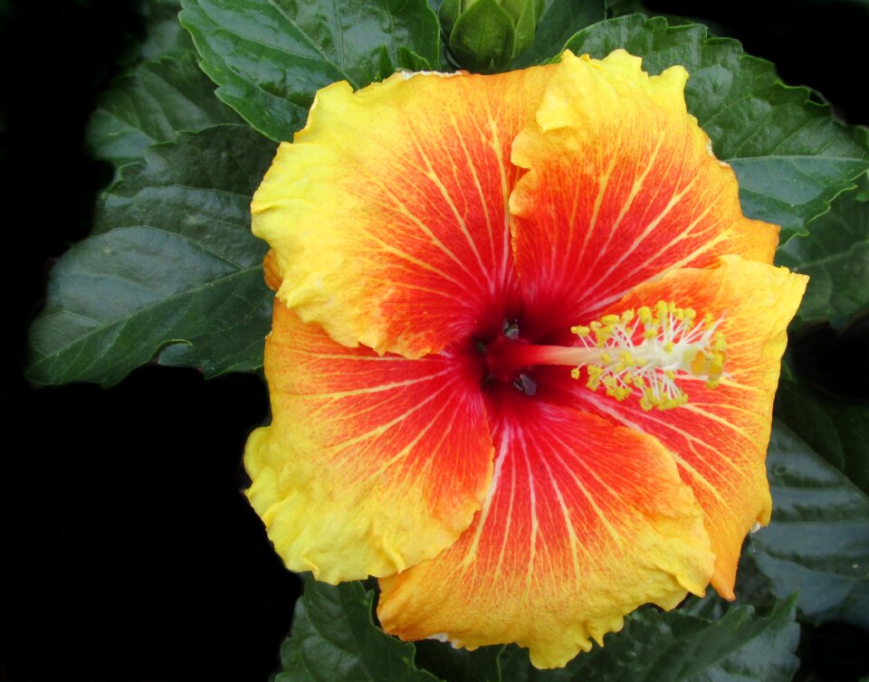 Plant garden nature