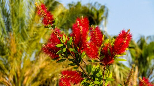 Plant tree flowers