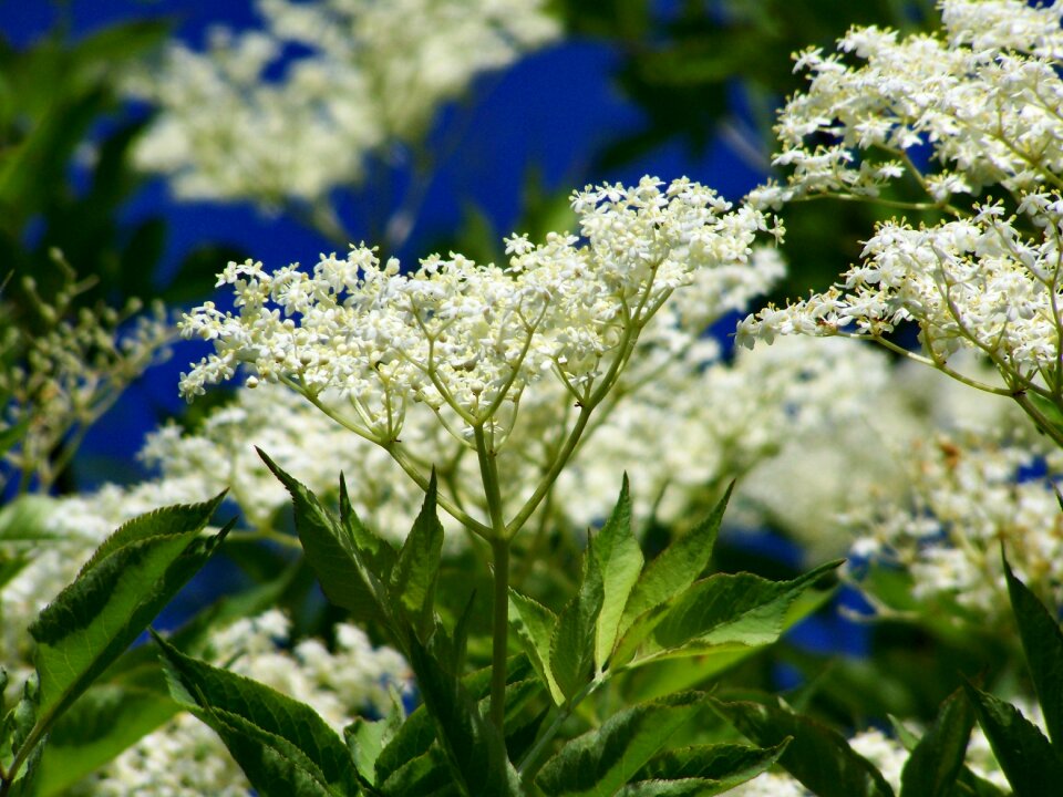 Elderflower white flower Free photos