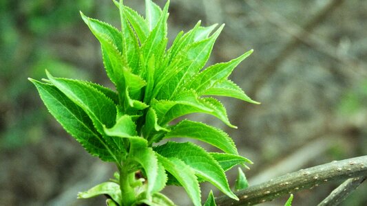 Green plant green leaves