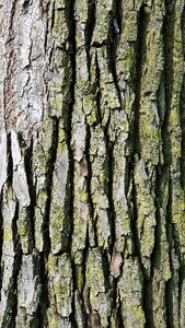 Bark nature pattern photo