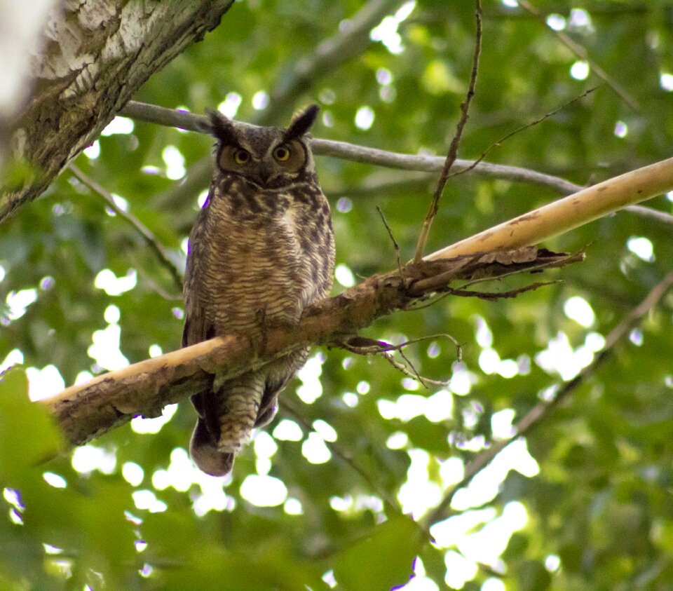 Wise brown raptor