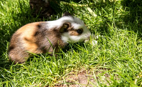 Rodent animal mammal