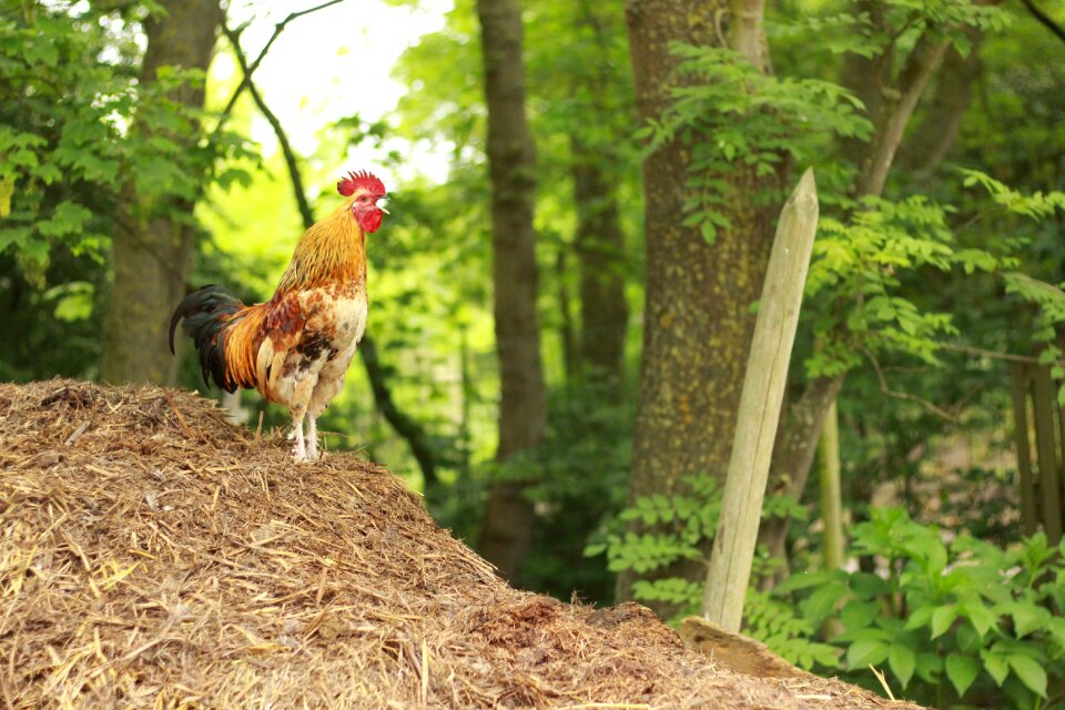 Dung farm agriculture