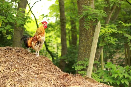 Dung farm agriculture