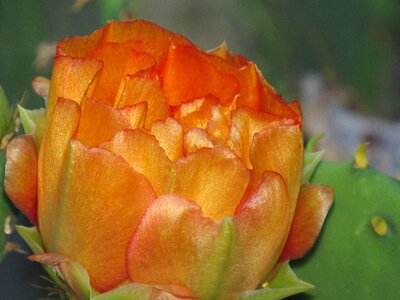 Orange floral photo