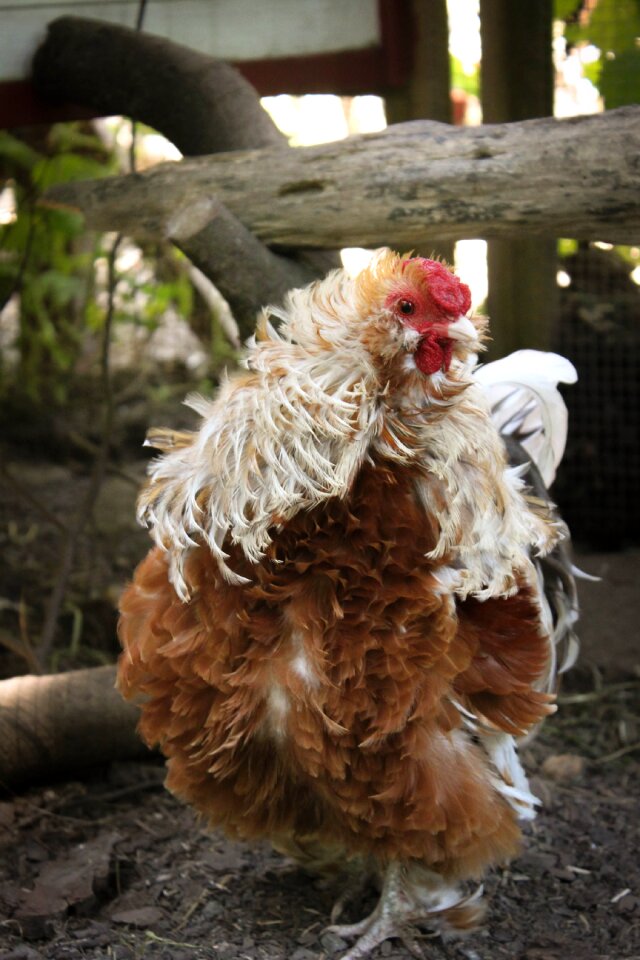 Bird animal poultry
