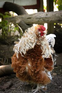 Bird animal poultry