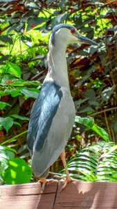 Feather ornithology birdwatching photo