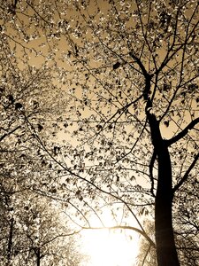 Flowering monochrome nature