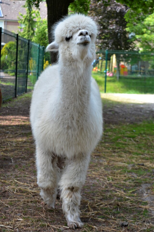 Wool mammal fluffy