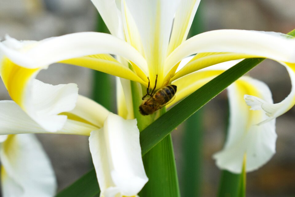 Nature summer flower yellow flower