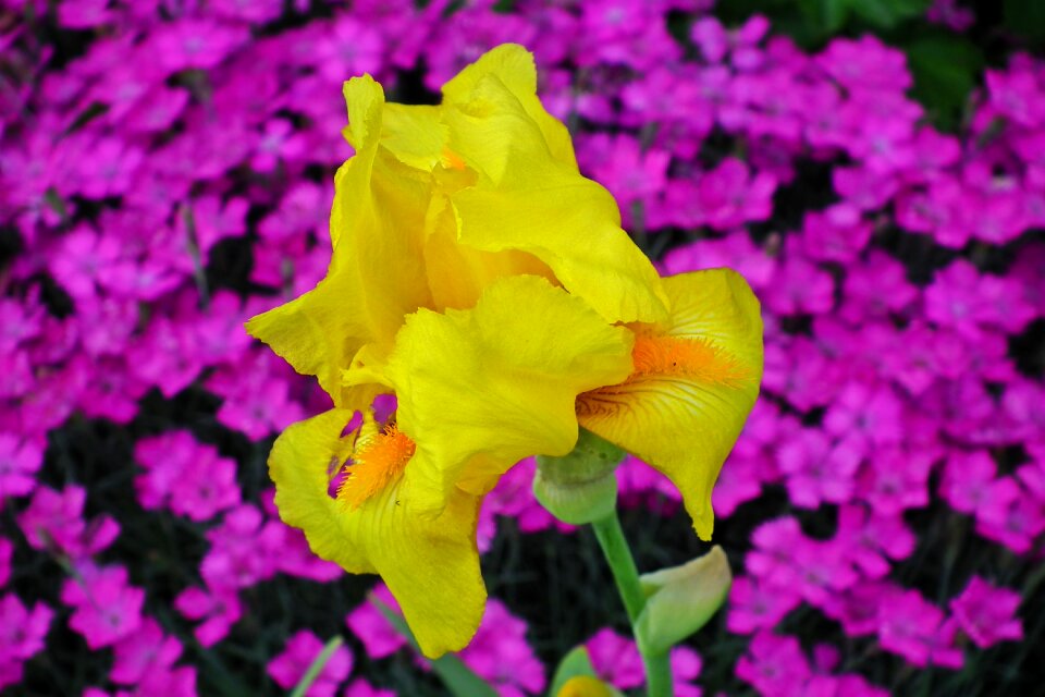 Nature spring closeup