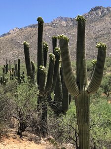 Desert arizona plant photo