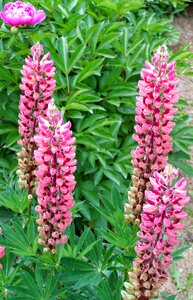 Forest lupin pink flower garden