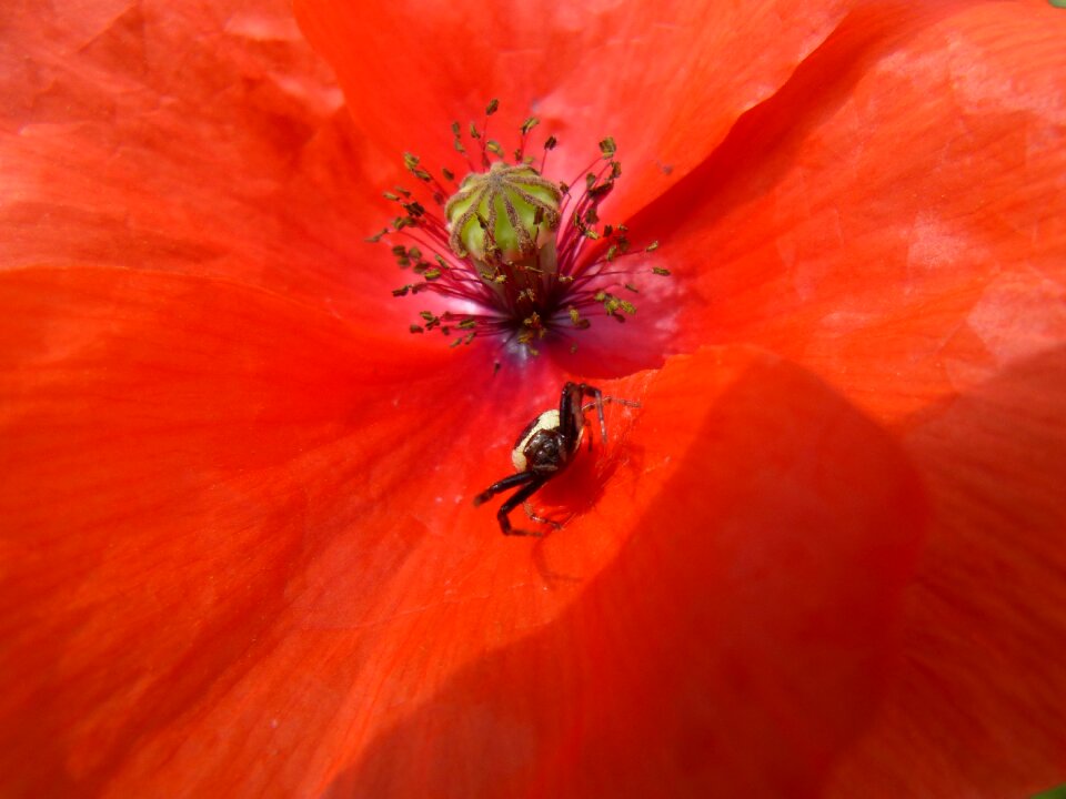 Poppy petal spider