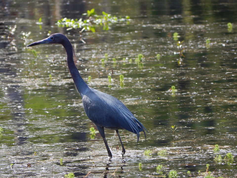 Nature bird water