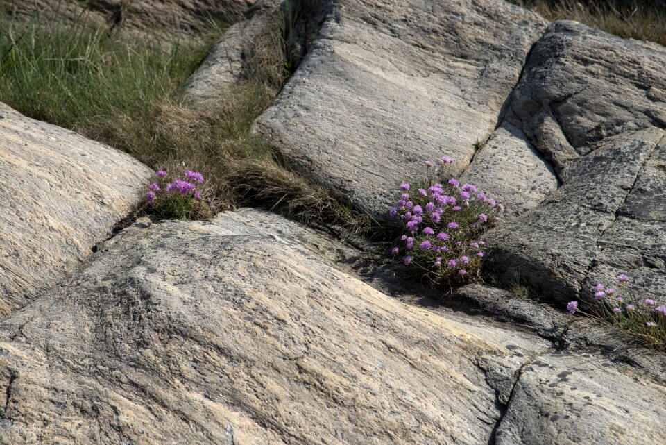 Flower cliffs granite