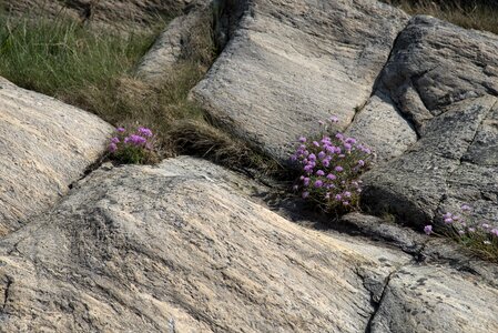 Flower cliffs granite