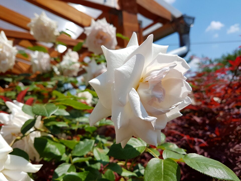 White flower white roses nature
