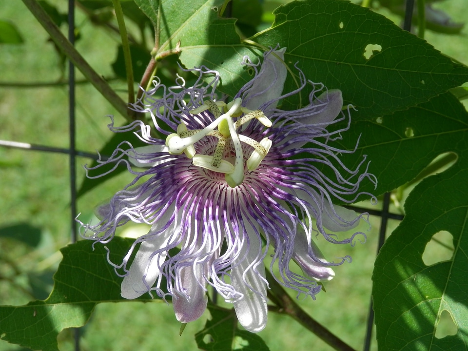 Plant natural blossom