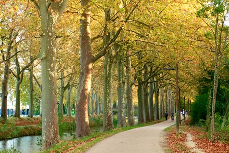 Landscape autumn tree