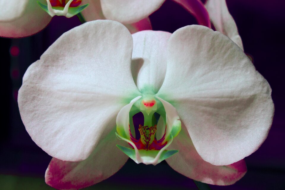 Red eyes turquoise blossom