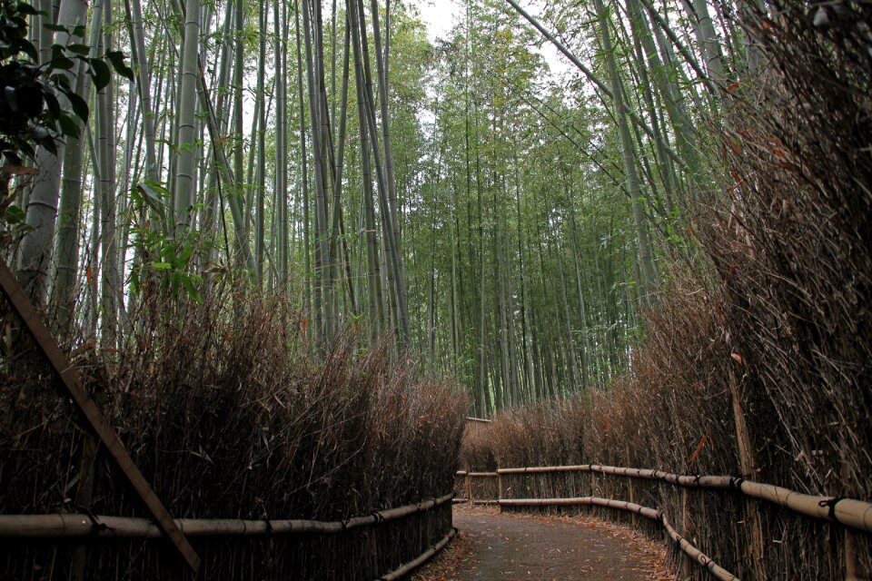 Arashiyama kyoto japan