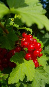 Red organic