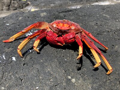 Sea animal crustacean