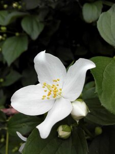White flower nature garden