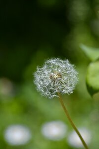 Blossom dandelion