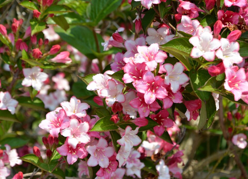 Spring-flowering flowering pink flowers