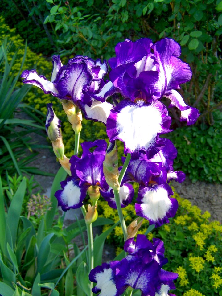 Iris fleur-de-lis purple-white-flowered